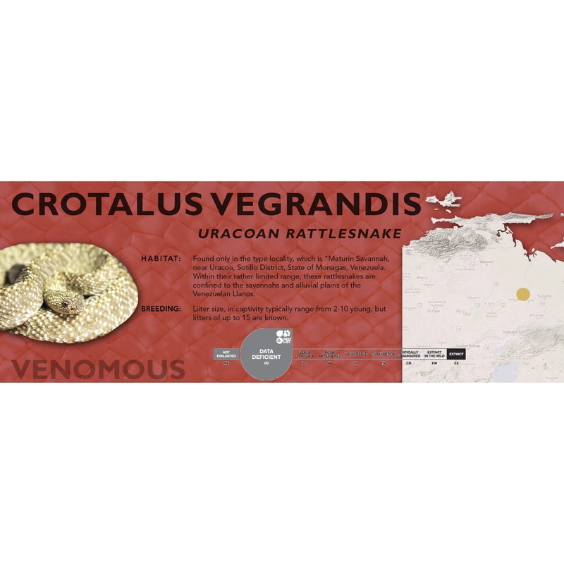 Uracoan Rattlesnake (Crotalus vegrandis) Classic Vivarium Label Original