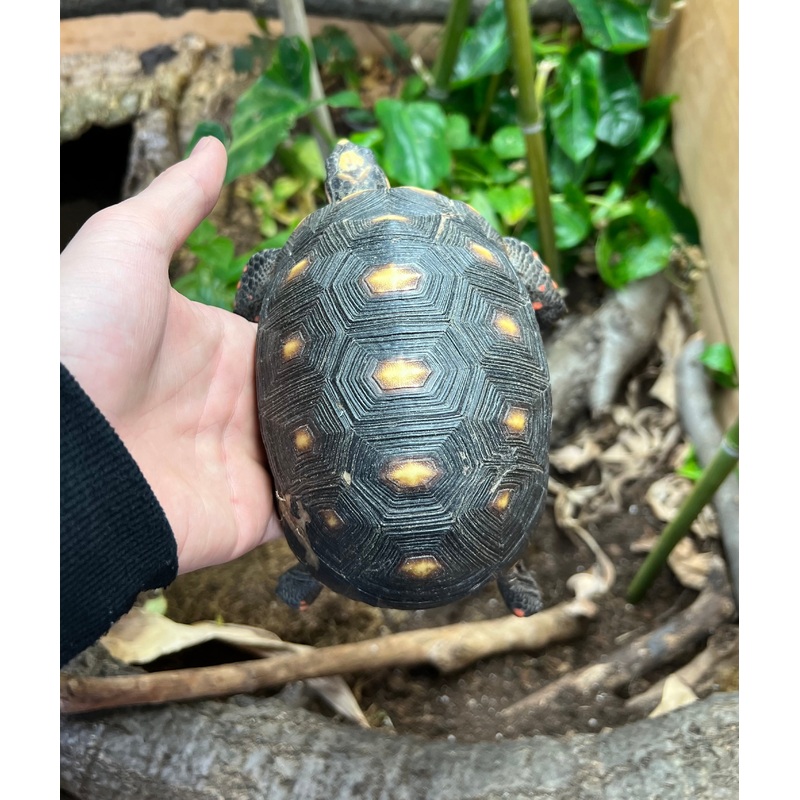 4-5 Red Foot Tortoise (3)