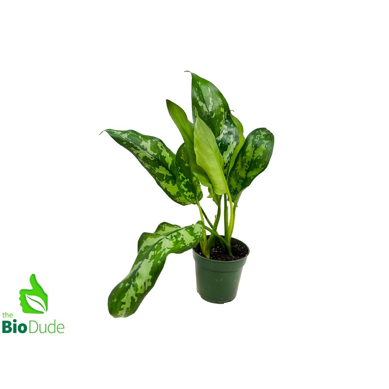 4″ Pot Aglaonema Emerald Beauty