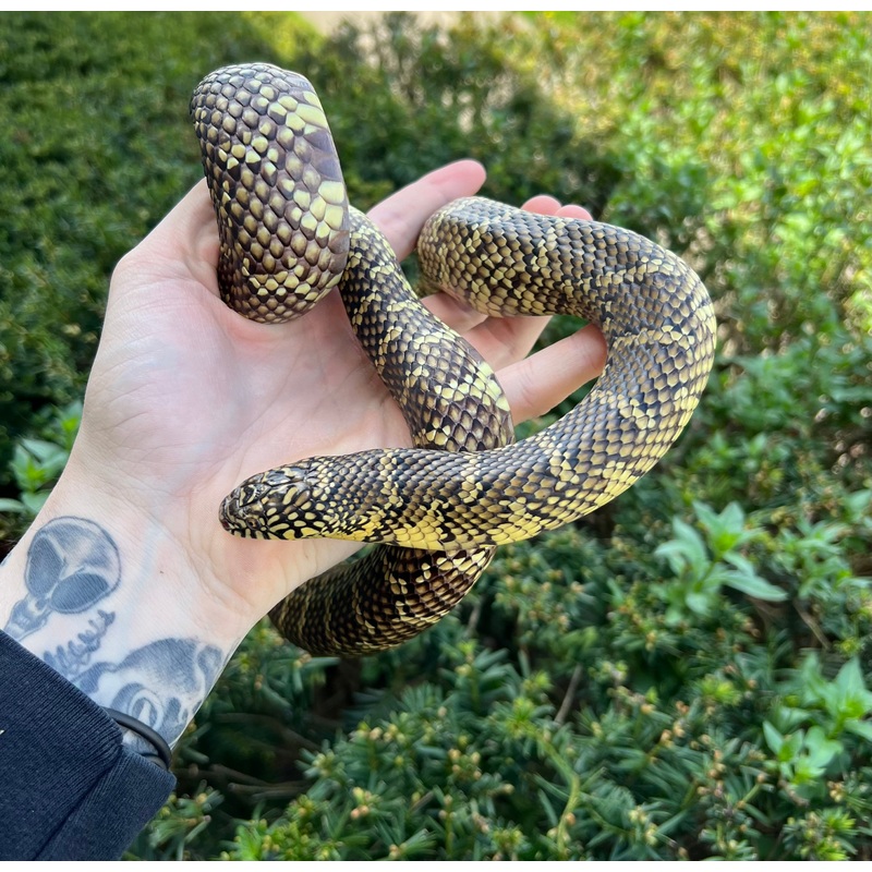 Adult Florida Kingsnake (Female)