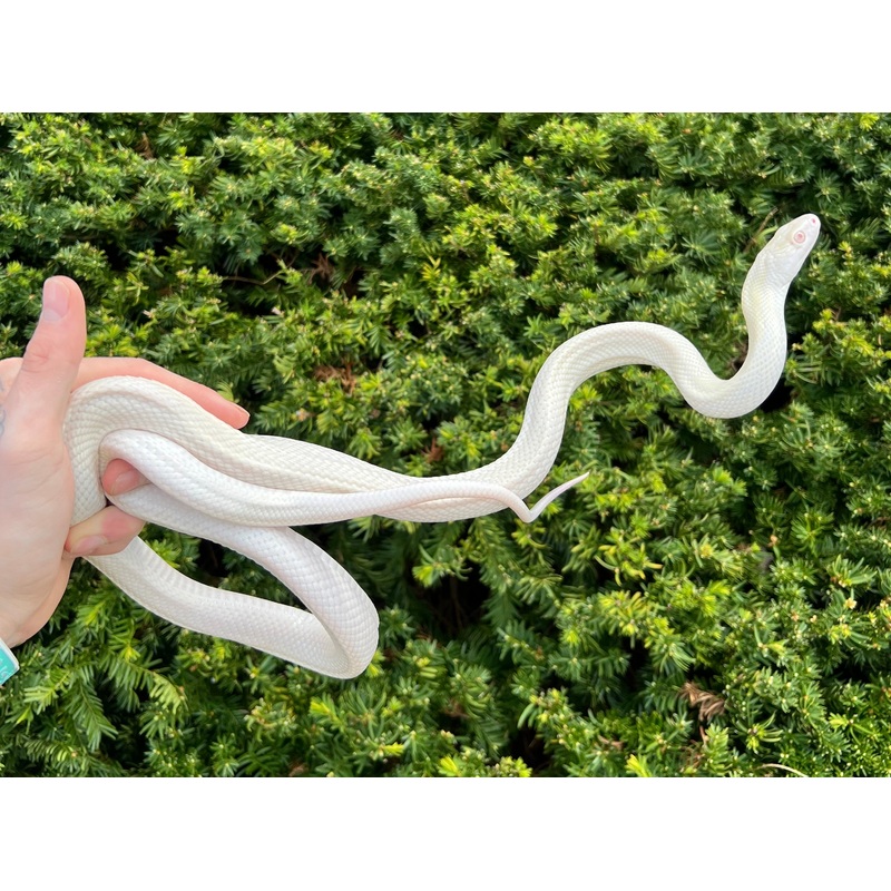 Adult Leucistic Texas Ratsnake (Male)