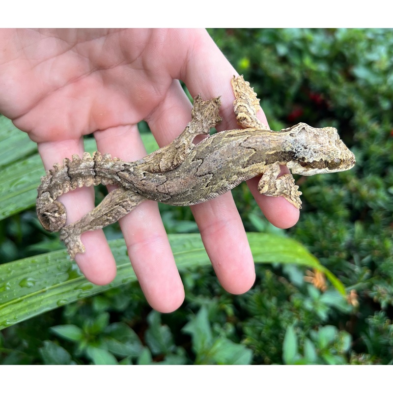 Adult Malaysian Flying Gecko