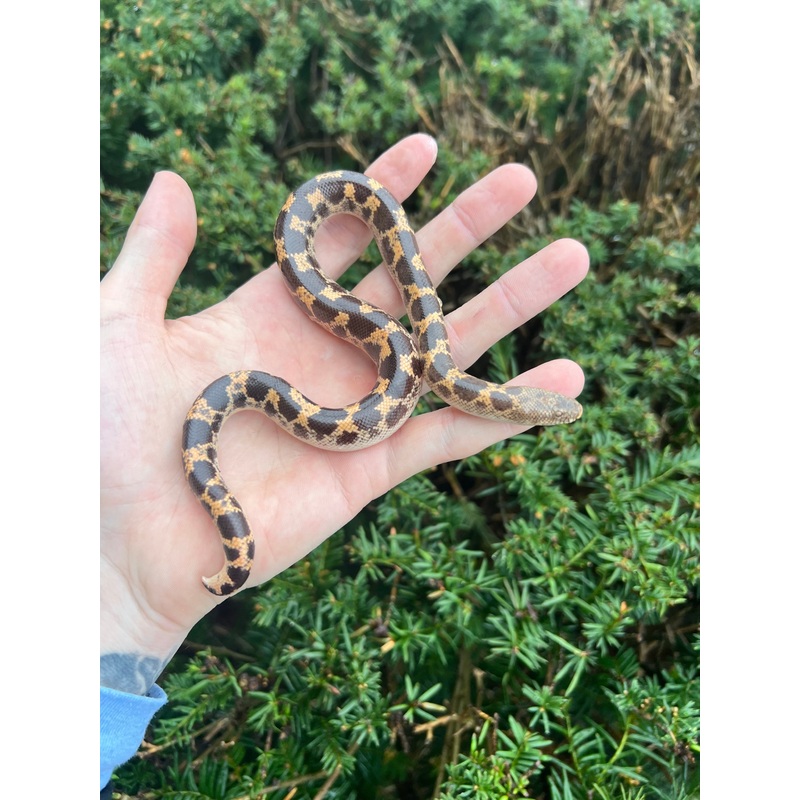 Adult Saharan Sand Boa (Male 3)