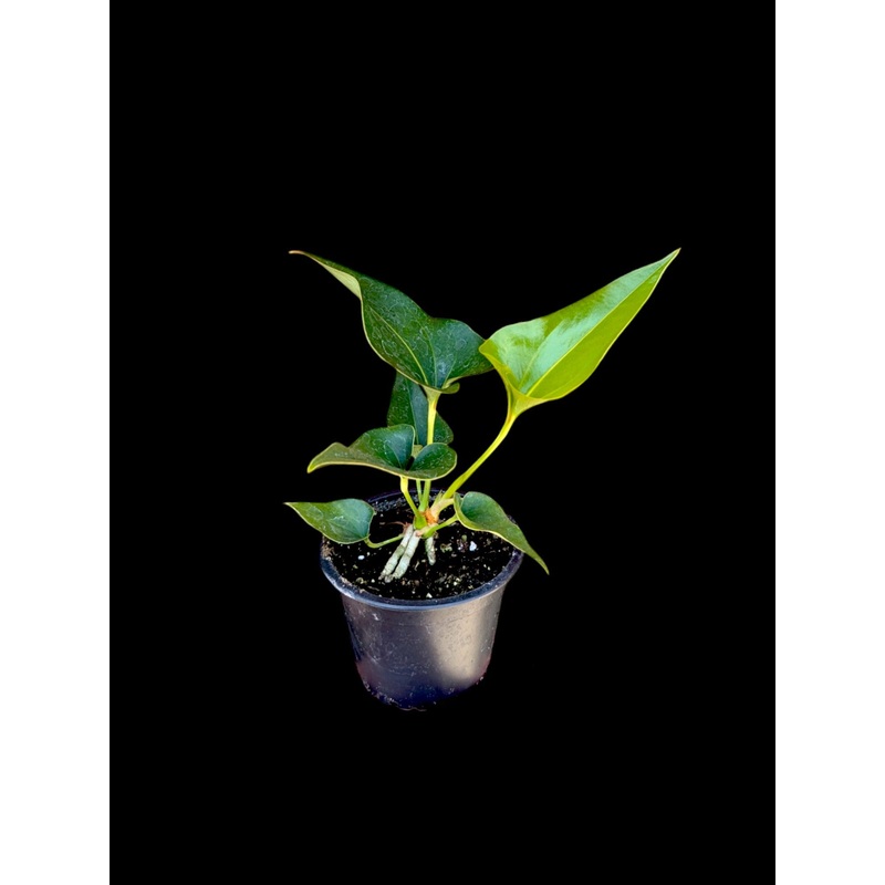 Anthurium corong x villenaorum