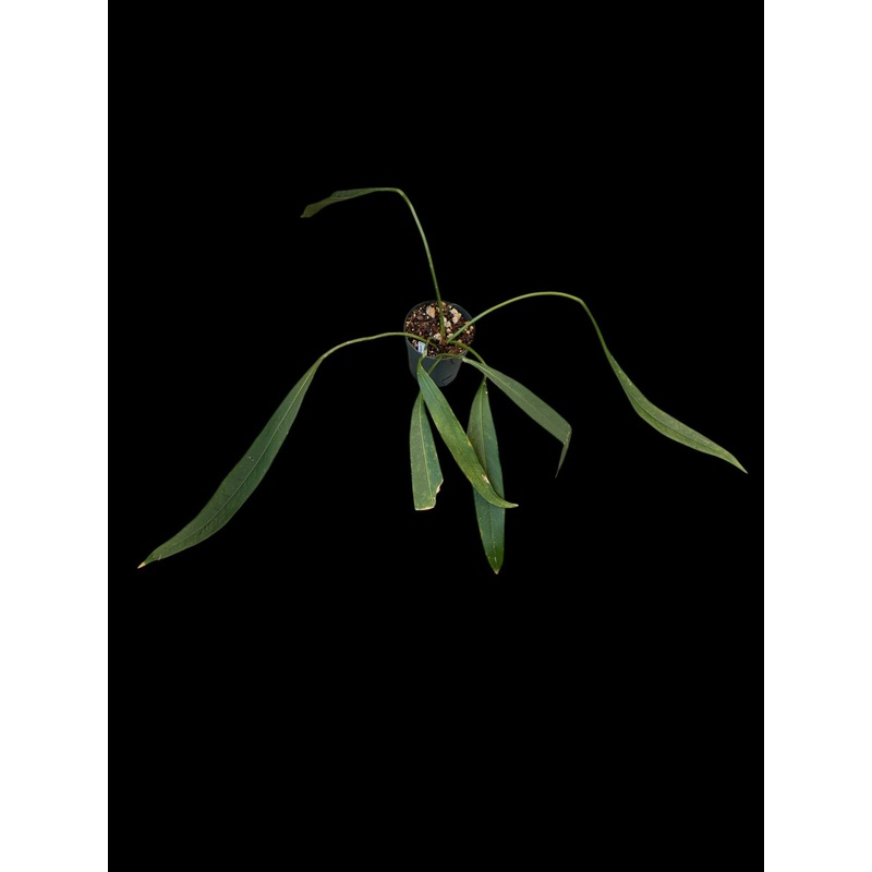 Anthurium wendlingeri