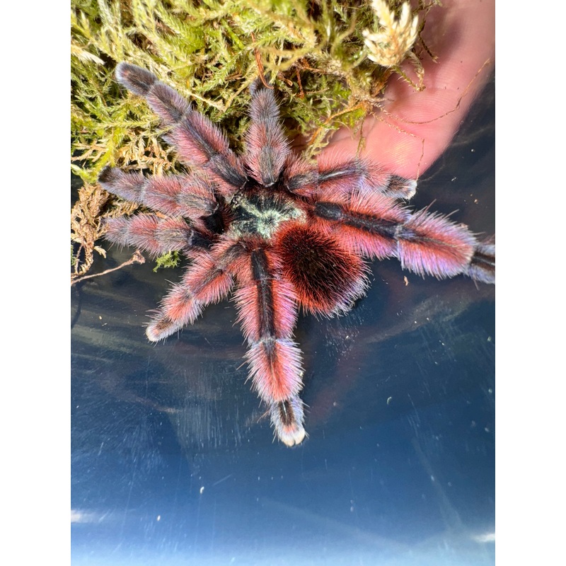 Antilles Pink Toe Tarantula