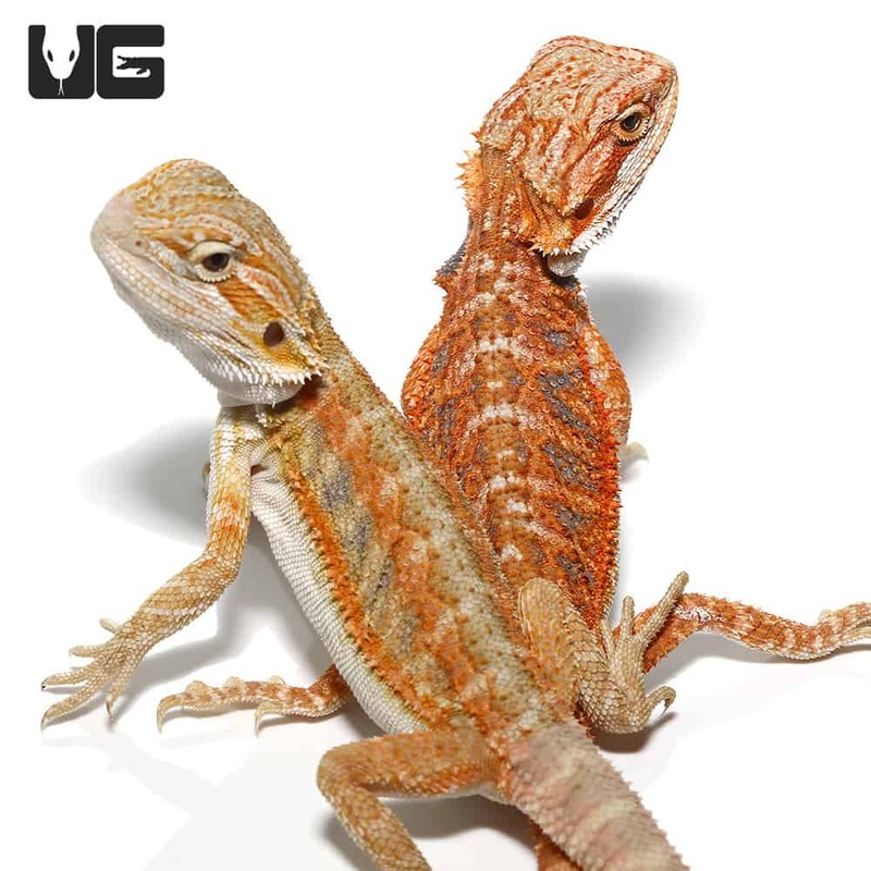 Baby Blue Bar Bearded Dragon For Sale