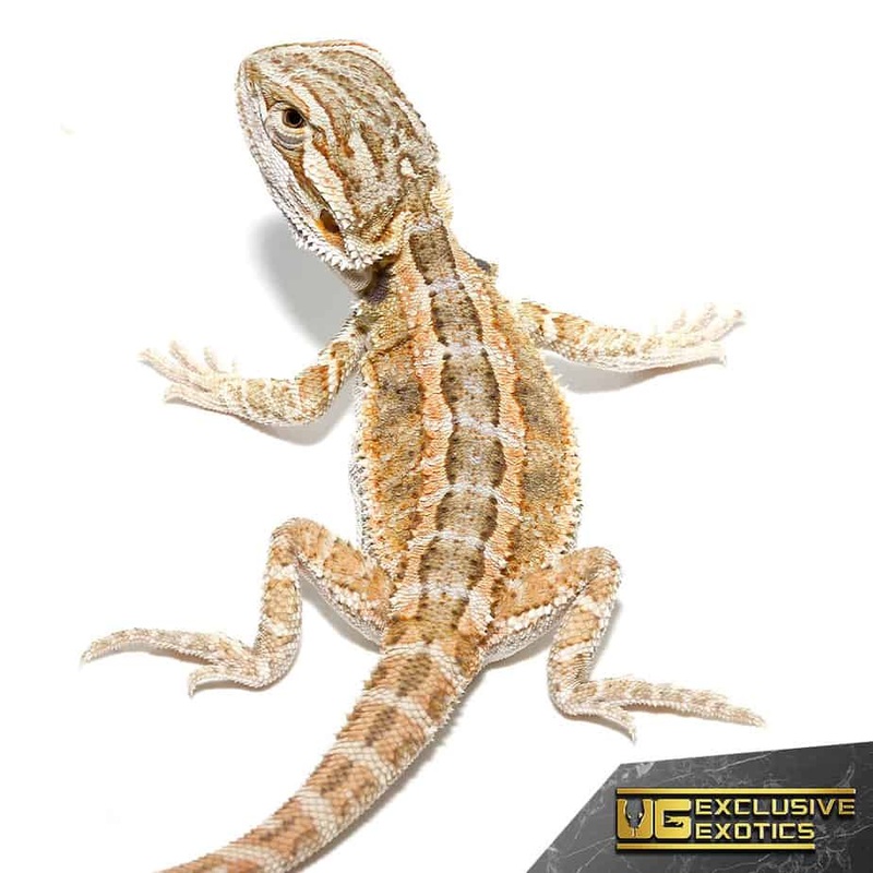Baby Super Stripe Blue Bar Bearded Dragon