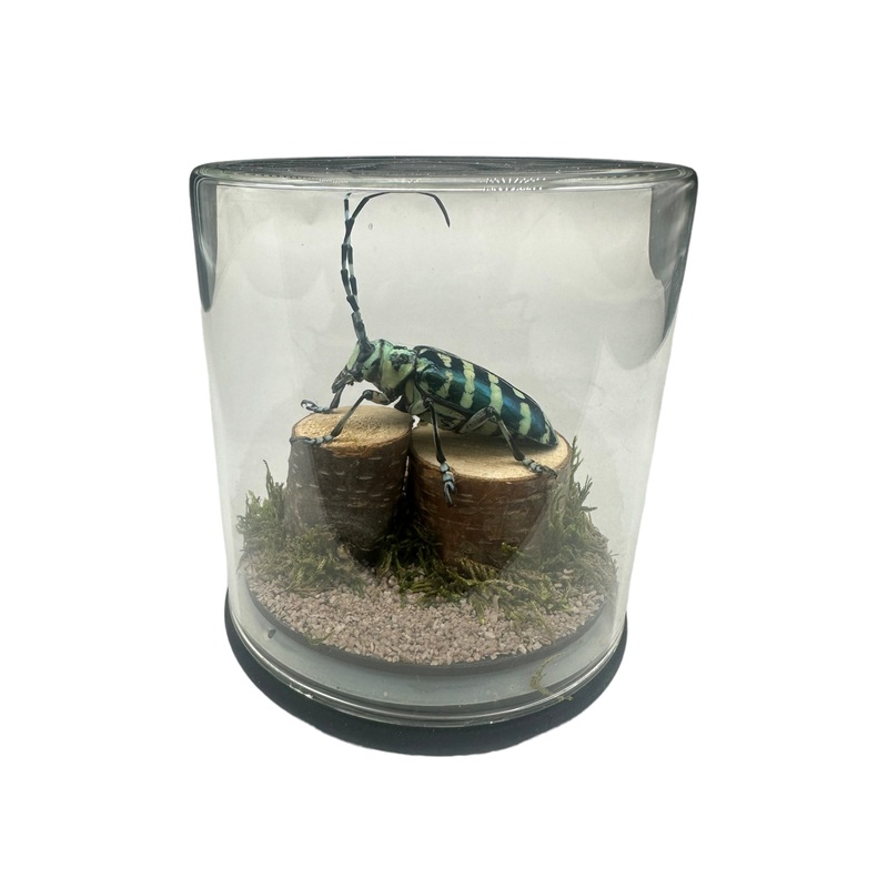 Blue Longhorn Beetle (Anoplophora zonatrix) – Glass Dome – Medium