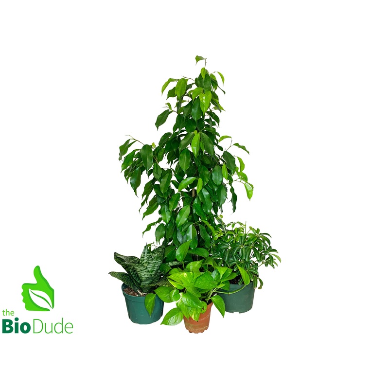 Chameleon Plant Pack