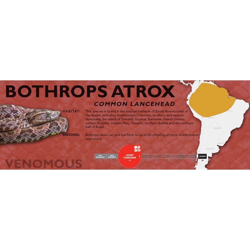 Common Lancehead (Bothrops atrox) Classic Vivarium Label Original