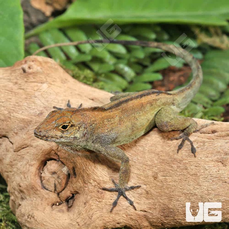 Crested Anoles (Anolis cristatellus cristatellus)For Sale