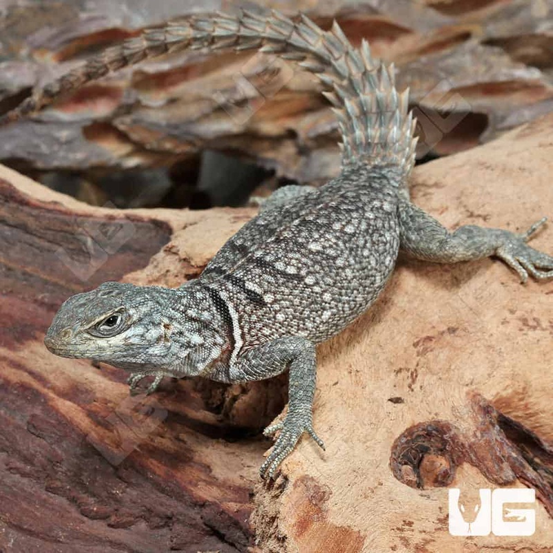 Madagascan Spiny Tail Iguana (Cyclops) For Sale