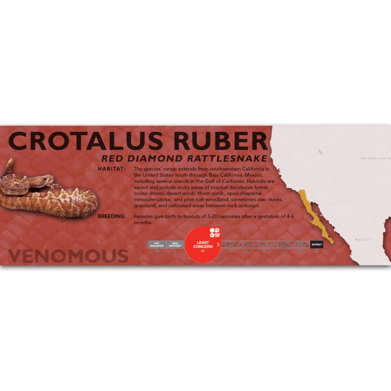 Red Diamond Rattlesnake (Crotalus ruber) Classic Vivarium Label Original