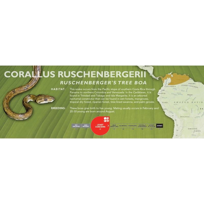 Ruschenberger’s Tree Boa (Corallus ruschenbergerii) Classic Vivarium Label