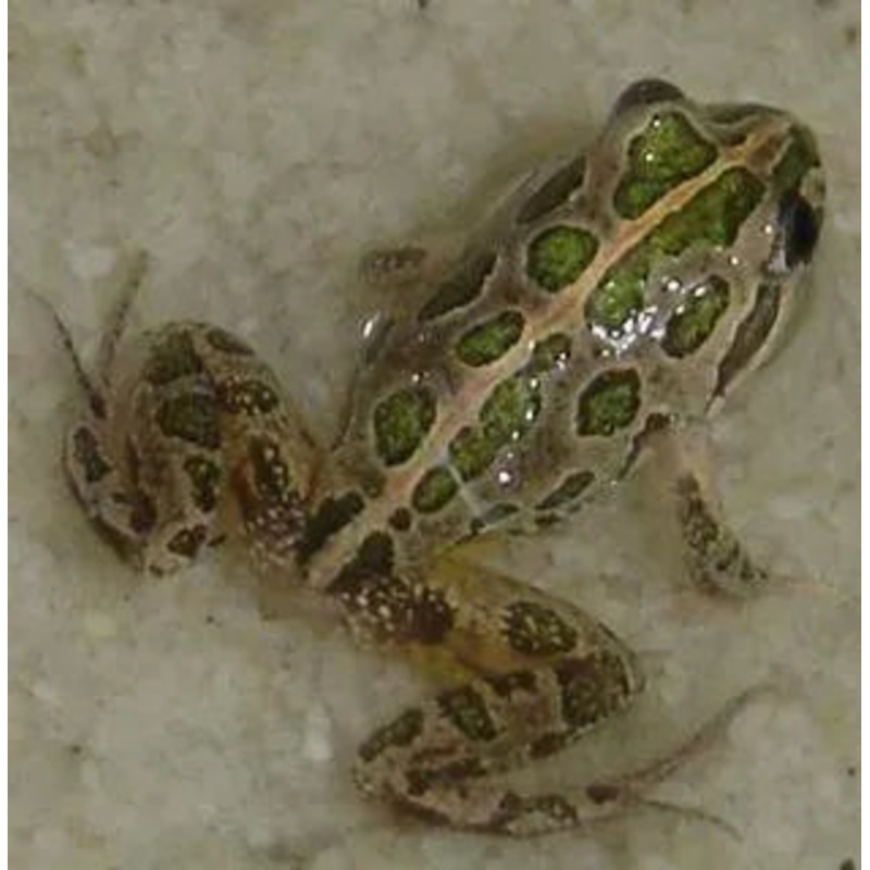 Spotted Marsh Frog