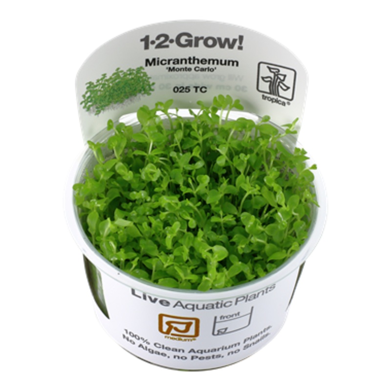 Tropica Micranthemum Monte Carlo 1-2-Grow