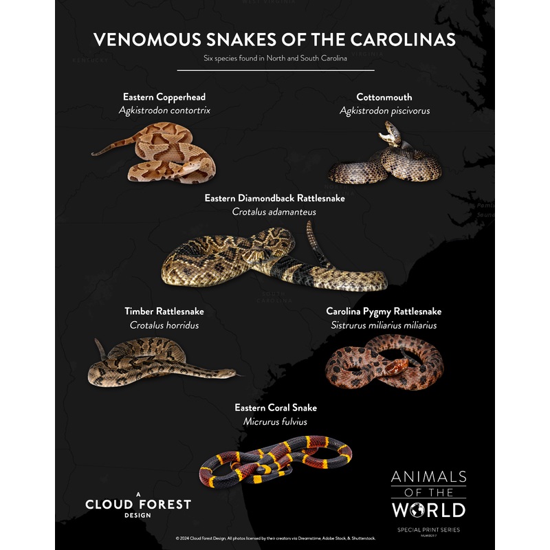 Venomous Snakes of the Carolinas – 8″ x 10″ Print – Animals of the World Print Series #7