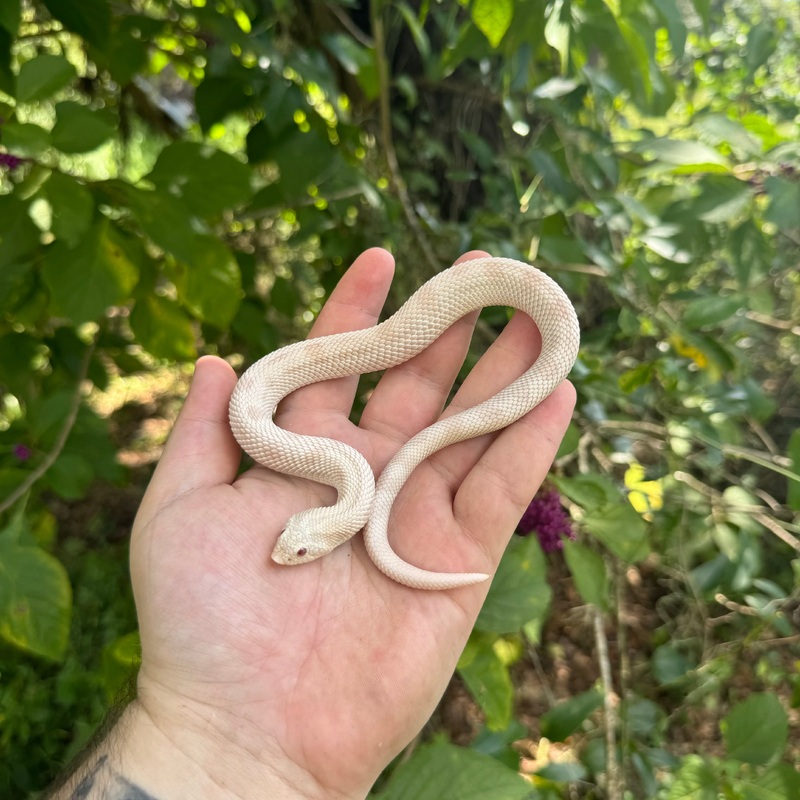 Yearling Snow Conda (Yeti) Hognose Snake Male
