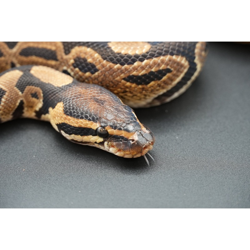 1.1 Possible Mandarin Het Sunset Pair