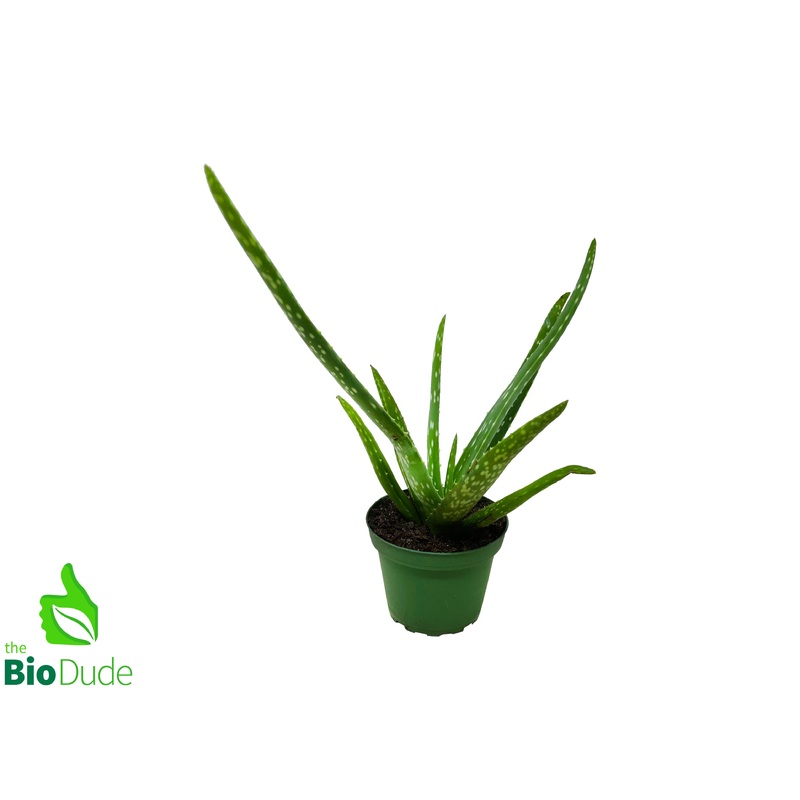 4″ Pot Aloe Vera