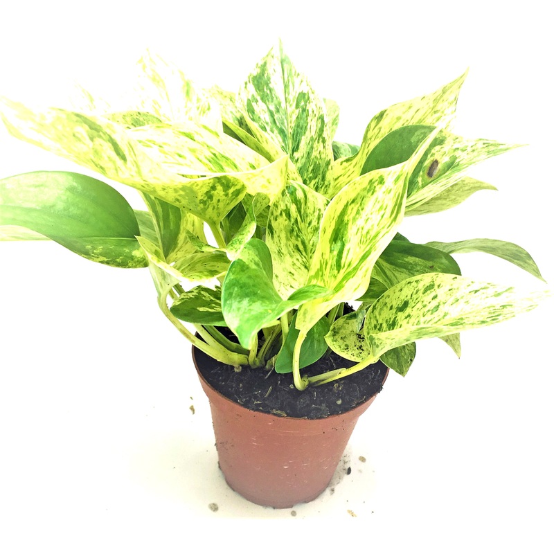 4″ Pot Marble Queen Pothos