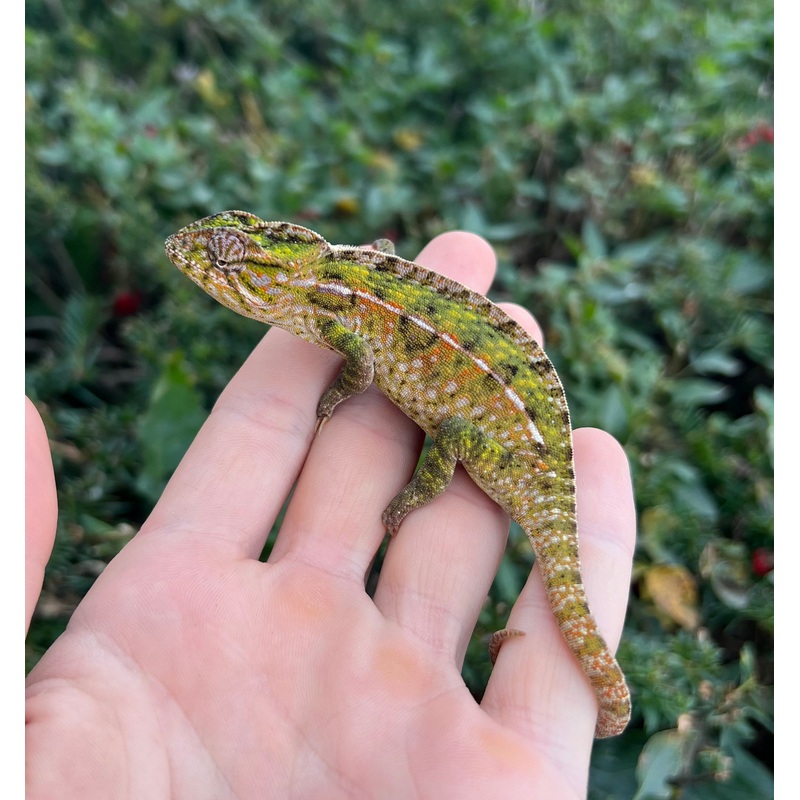 Adult Carpet Chameleon (Pair 1)