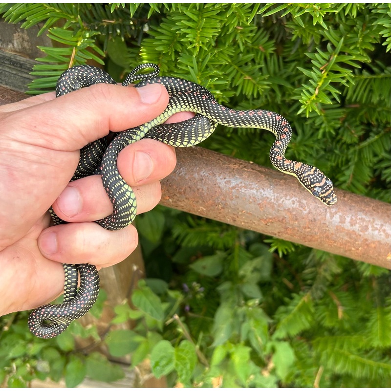 Adult Paradise Flying Snake (Male 1)