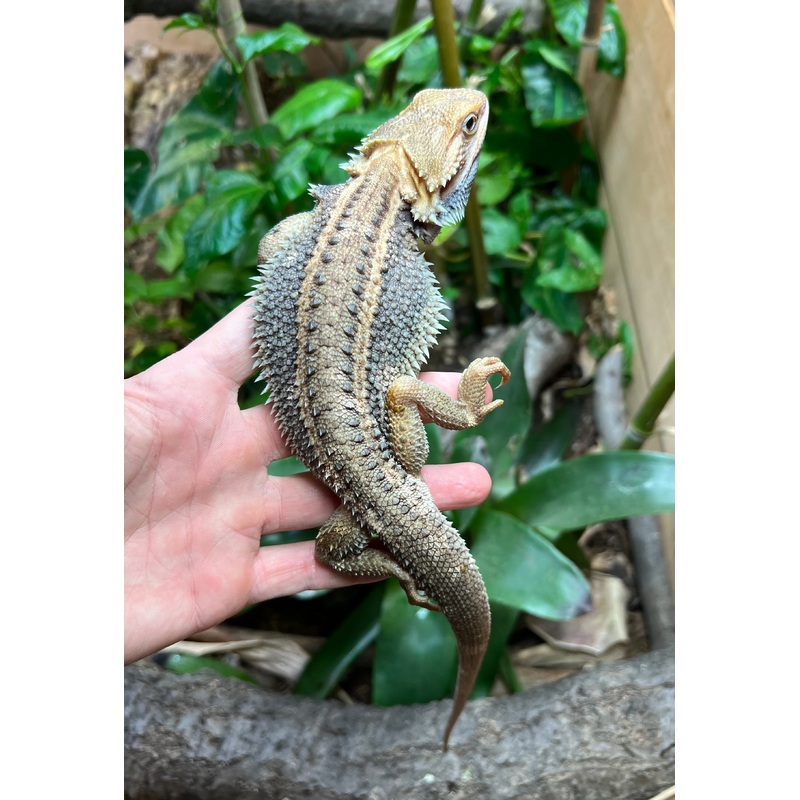 Adult Paradox Bearded Dragon (Male 3)