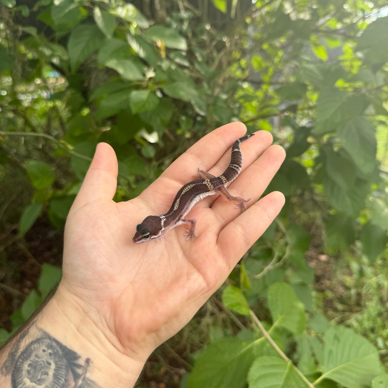 Baby Black Night Leopard Gecko