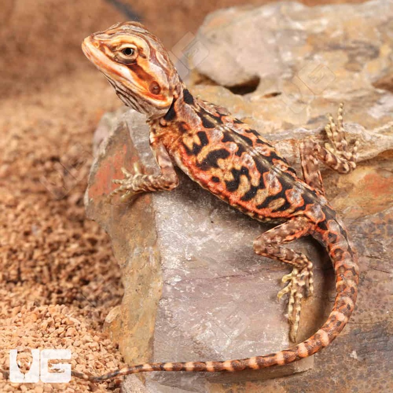 Baby Inferno Silky Bearded Dragons (Pogona vitticeps) For Sale