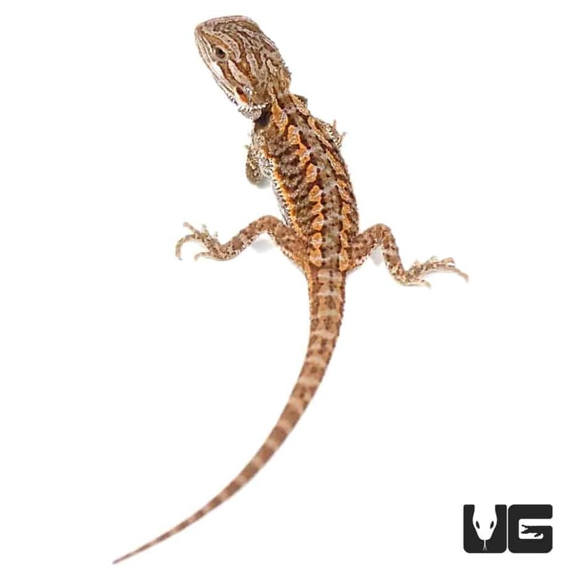 Baby Red Bearded Dragons