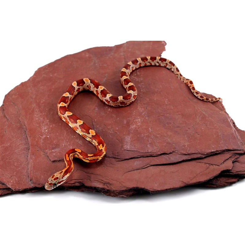 Blood Corn Snake