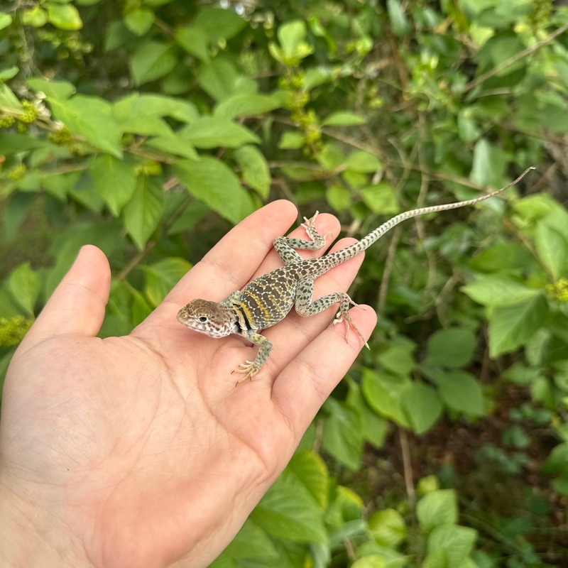 CB Baby Eastern Collard Lizard Male