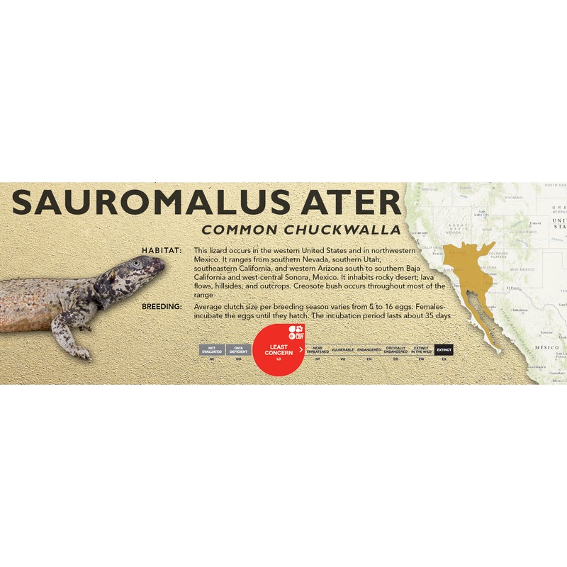 Common Chuckwalla (Sauromalus ater) Classic Vivarium Label