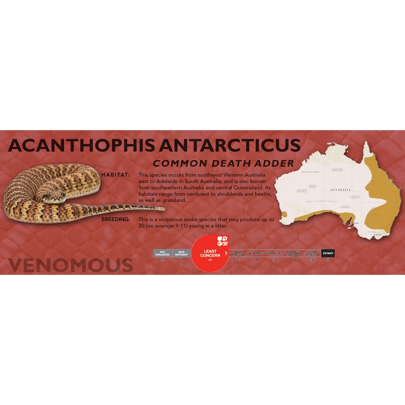 Common Death Adder (Acanthophis antarcticus) Classic Vivarium Label Original