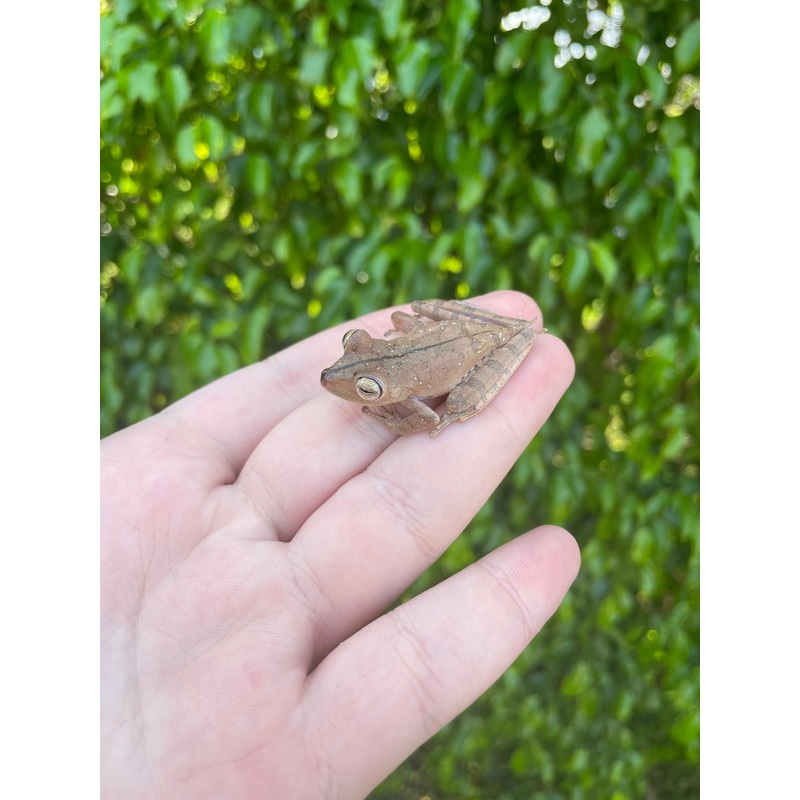Convict Tree Frog
