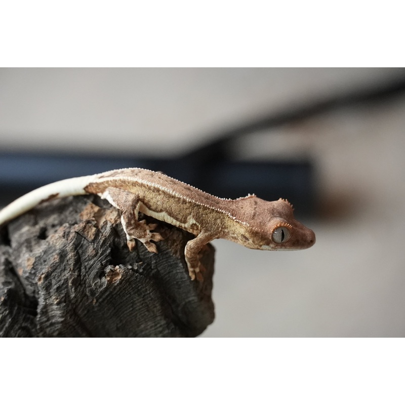 Crested gecko 25-4-2