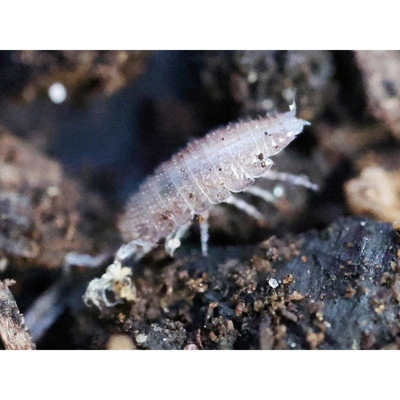 “Dwarf Purple” Isopods (Trichoniscus sp.) 10ct