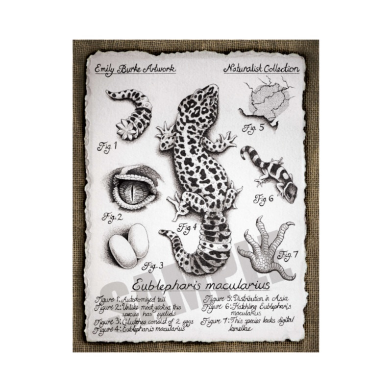 Eublepharis macularius Print – Emily Burke