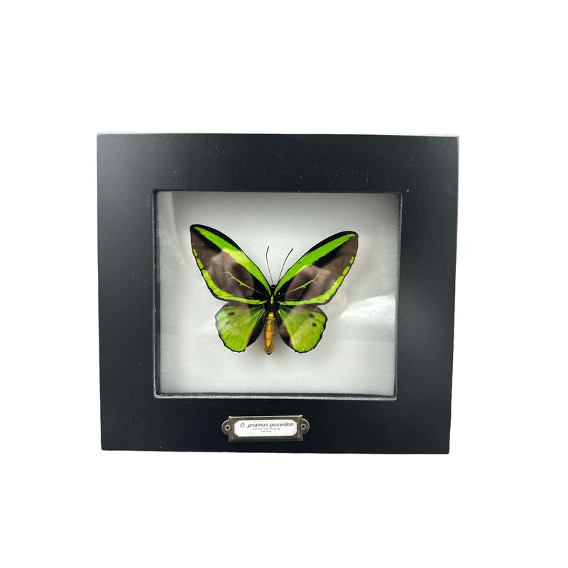 Glosswing Swallowtail Butterfly (Papilio pericles) – 4×5″ Frame