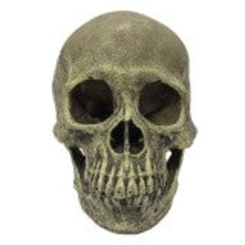 Komodo Human Full Skull Reptile Hide