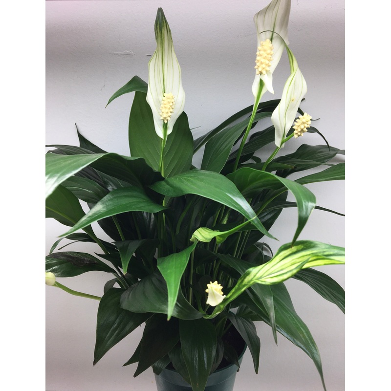 Peace Lily 4″ pot
