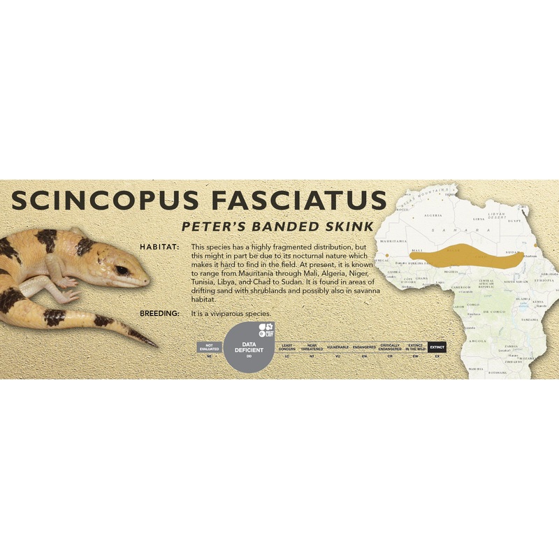 Peter’s Banded Skink (Scincopus fasciatus) Classic Vivarium Label