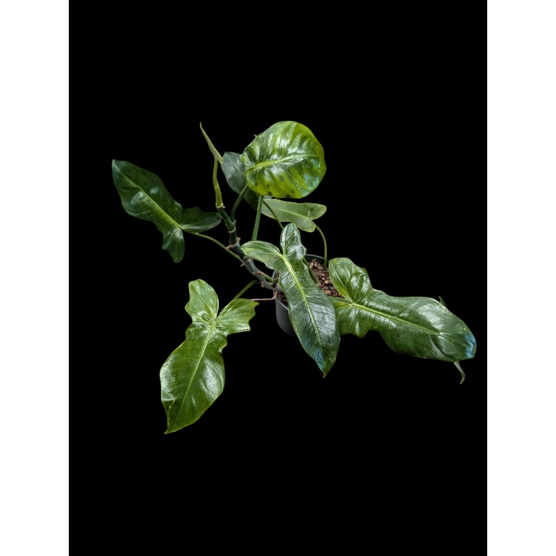 Philodendron Lime Fiddle 4″