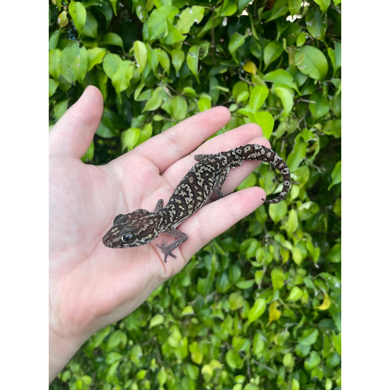 Pictus Gecko Male