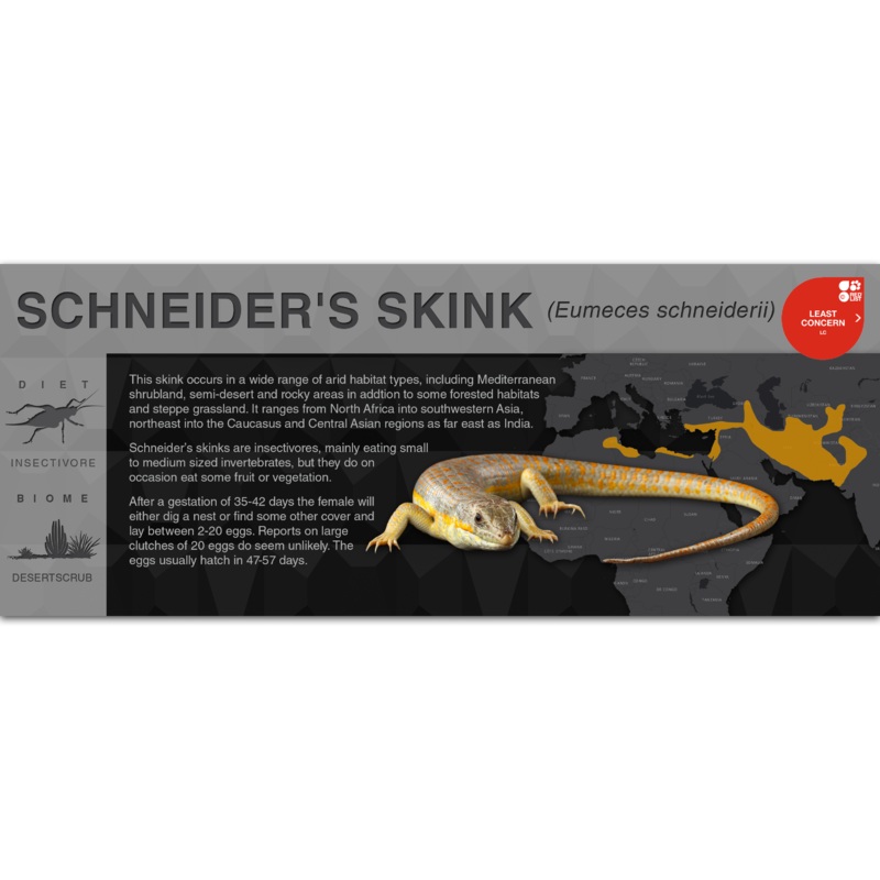 Schneider’s Skink (Eumeces schneiderii) – Black Series Vivarium Label Black