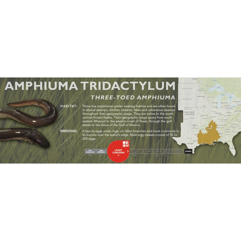 Three-Toed Amphiuma (Amphiuma tridactylum) – Classic Vivarium Label