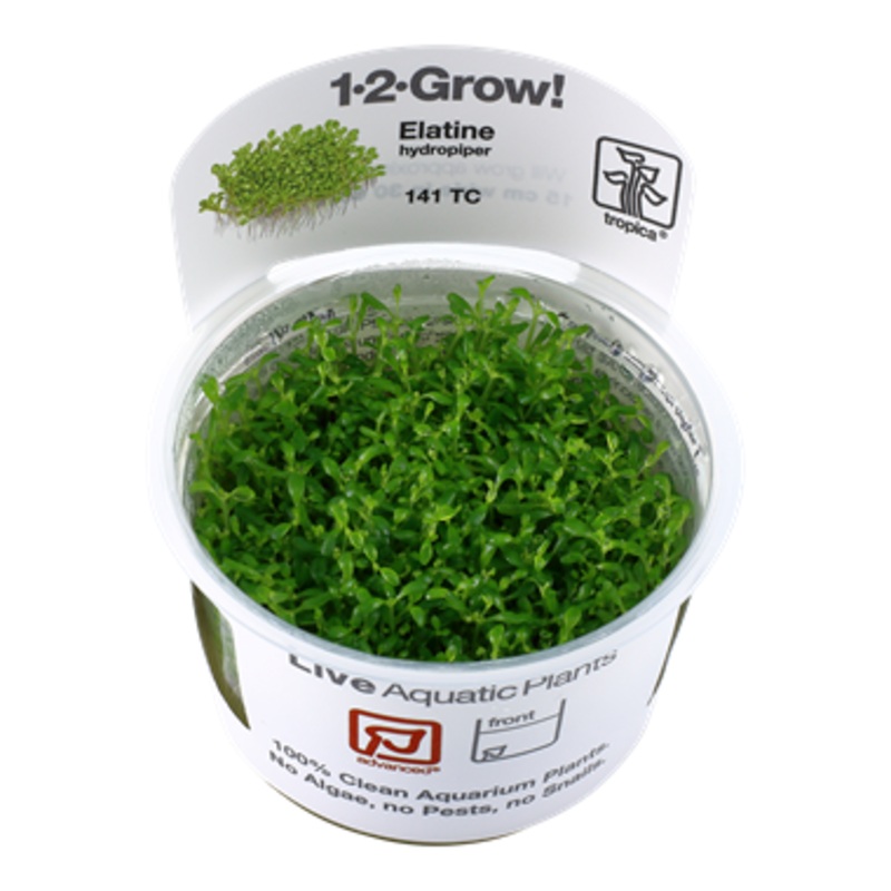 Tropica Elatine hydropiper 1-2-Grow