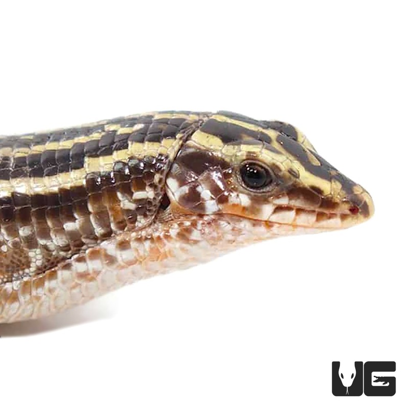 Zonosaurus quadrileneatus For Sale